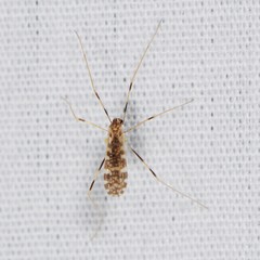 Erioptera caliptera