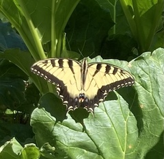 Papilio glaucus