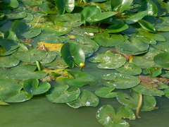 Nuphar lutea