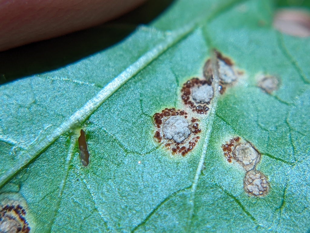 rust fungi from Stoneham, MA, USA on August 13, 2022 at 1139 AM by