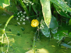 Nuphar lutea
