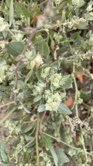 Atriplex laciniata