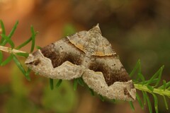 Scotopteryx moeniata