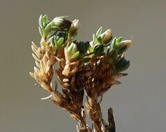 Facchinia cherlerioides