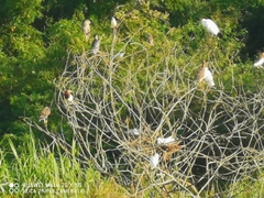 Egretta garzetta