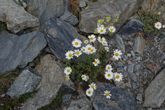 Tanacetum daghestanicum