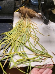 Carex shortiana