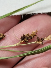 Carex shortiana