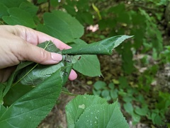 Pantographa limata