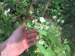 Polymnia canadensis radiata