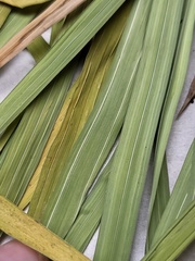 Carex shortiana