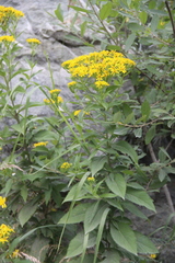 Senecio propinquus