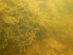 Fontinalis dalecarlica