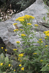 Senecio propinquus
