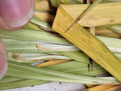 Carex shortiana