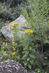 Senecio propinquus
