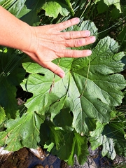 Darmera peltata