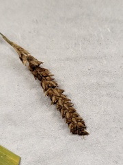Carex shortiana