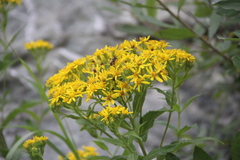 Senecio propinquus