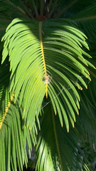 Araneidae