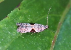 Aristotelia isopelta