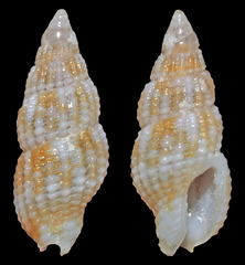 Zafrona isomella