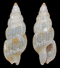 Zafrona isomella