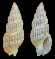 Zafrona isomella