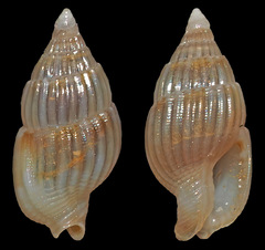 Zafrona pleuriferoides