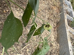 Physalis virginiana