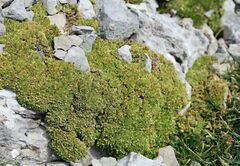 Facchinia cherlerioides