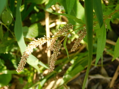 Persicaria lapathifolia
