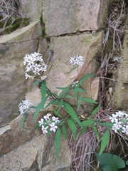Lysimachia pentapetala