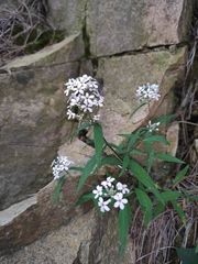 Lysimachia pentapetala