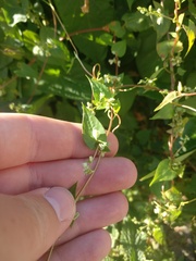 Fallopia dumetorum
