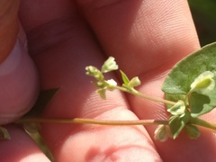 Fallopia dumetorum