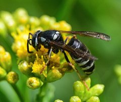 Vespula consobrina