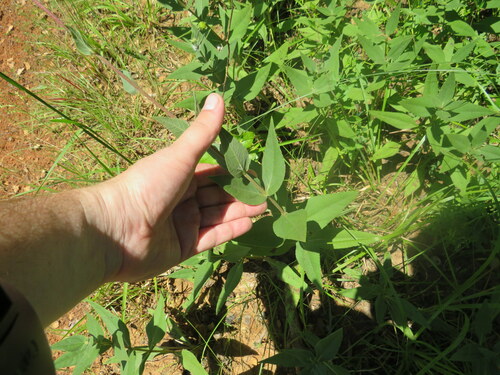 Helianthus X cinereus