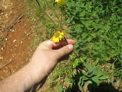 Helianthus × cinereus