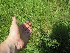 Desmodium obtusum