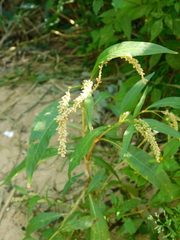 Persicaria lapathifolia