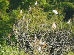 Egretta garzetta