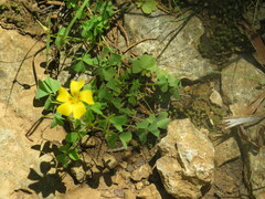 Oxalis macrantha