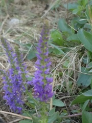 Veronica spicata