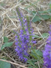 Veronica spicata
