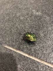 Rhyssocephala infuscata