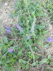 Veronica spicata