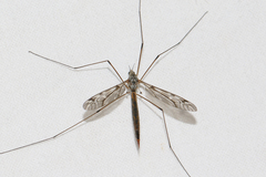Tipula scripta