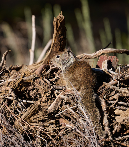 iNaturalist observation photo of California Ground Squirrel