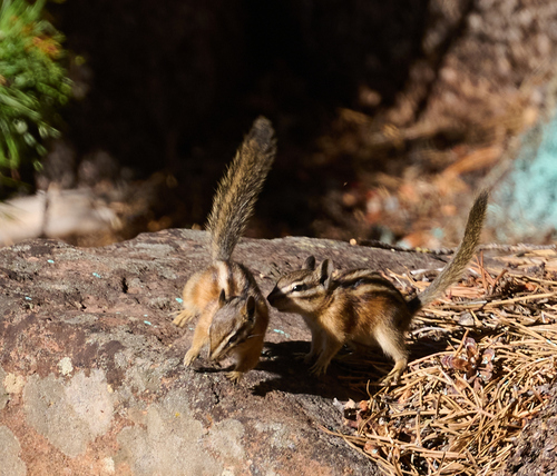 iNaturalist observation photo of Western Chipmunks